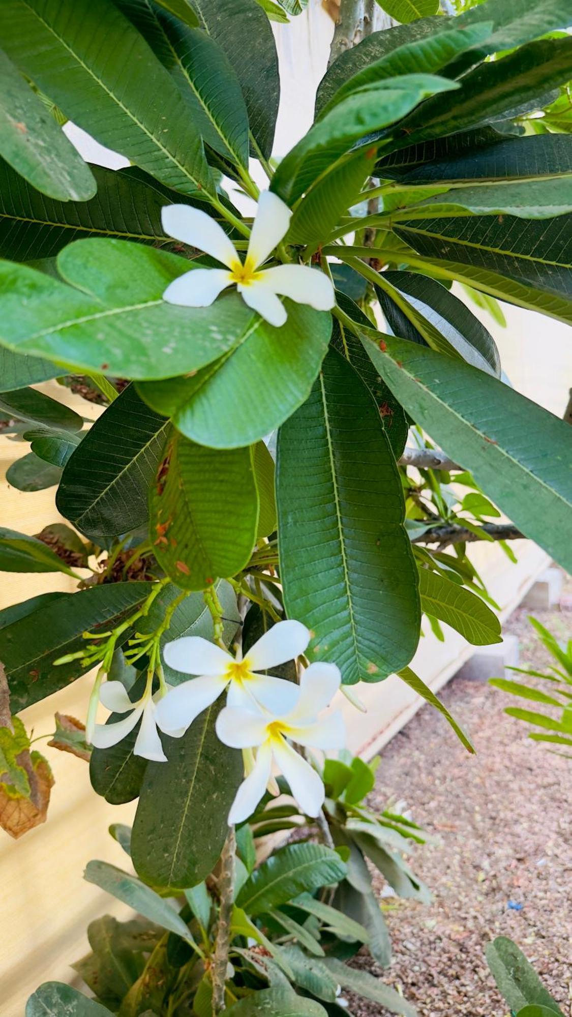 Fig Shades مزرعة ظلال التين Hotel Tiwi Buitenkant foto